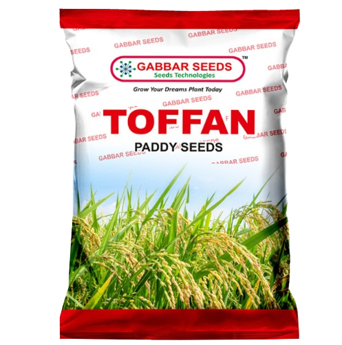 Toffan-Paddy-Seeds