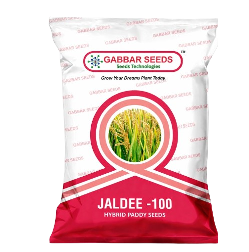 JALDEE-100-Hybrid-Paddy-Seeds-